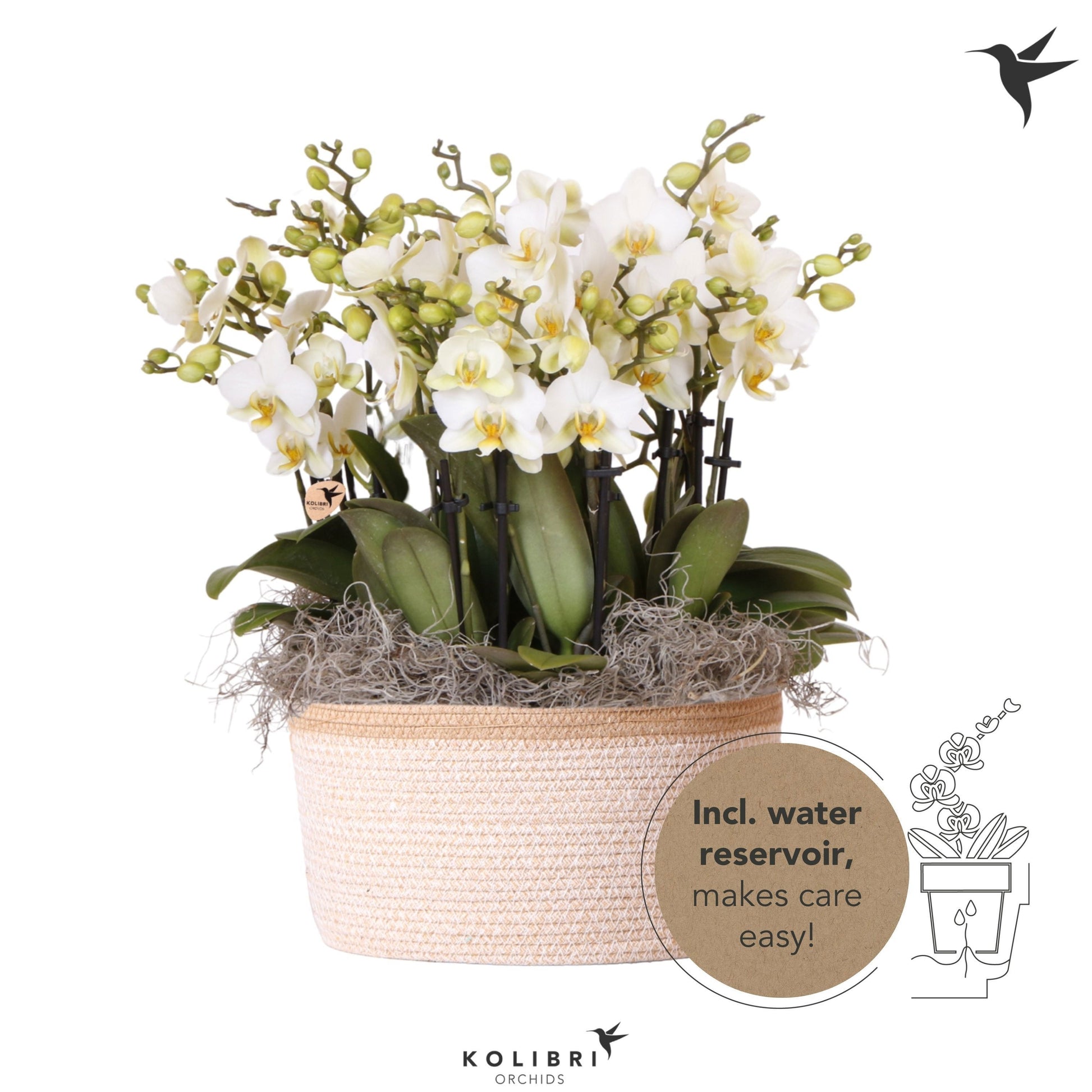 Phalaenopsis multiflora white 45cm 28cm Pot