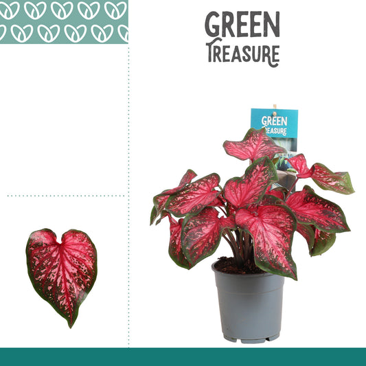 Caladium Scarlet Flame 25cm 12cm Pot