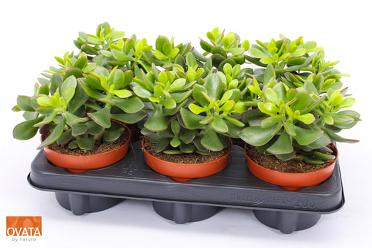 Crassula Minova Magic 15cm 12cm Pot