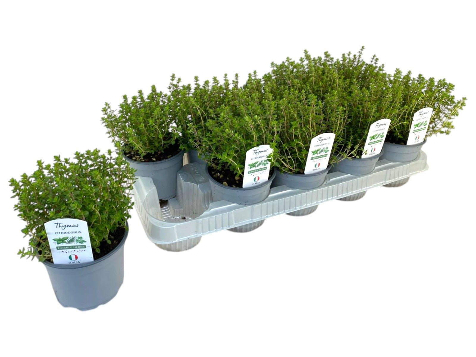 Thymus citriodorus 20cm 12cm Pot