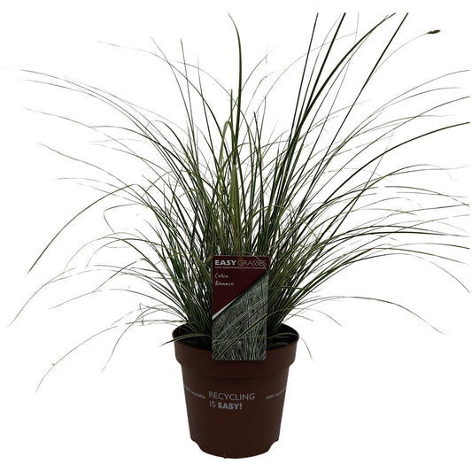 Carex bru. Variegata 35cm 17cm Pot