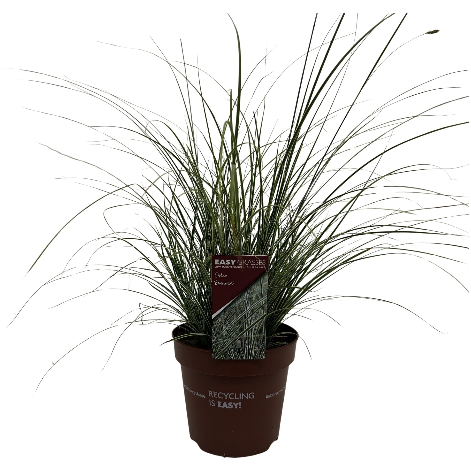 Allure Tuinplanten BV i.o. Carex bru. Variegata Pack of 6
