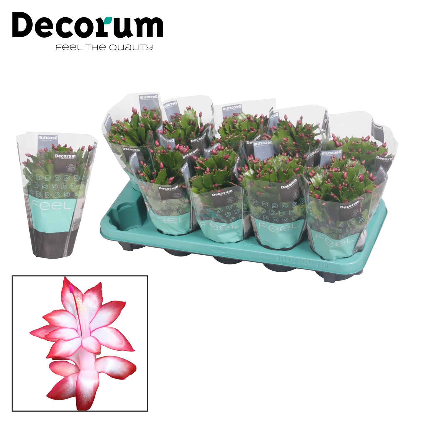 Hofland Flowering Plants Schlumbergera red Pack of 12