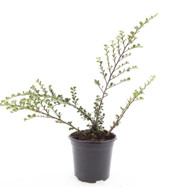 Boer, W.T.M. de Cotoneaster nanshan 'Boer' Pack of 8