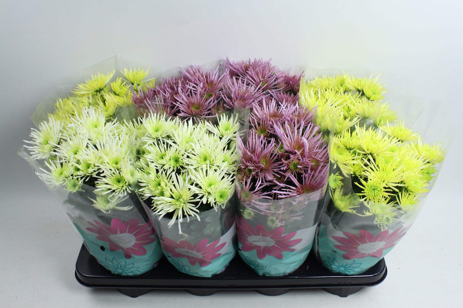 Chrysanthemum Anansi mix 27cm 14cm Pot