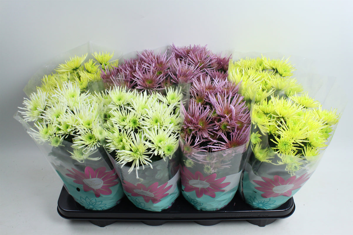 Chrysanthemum Anansi mix 27cm 14cm Pot