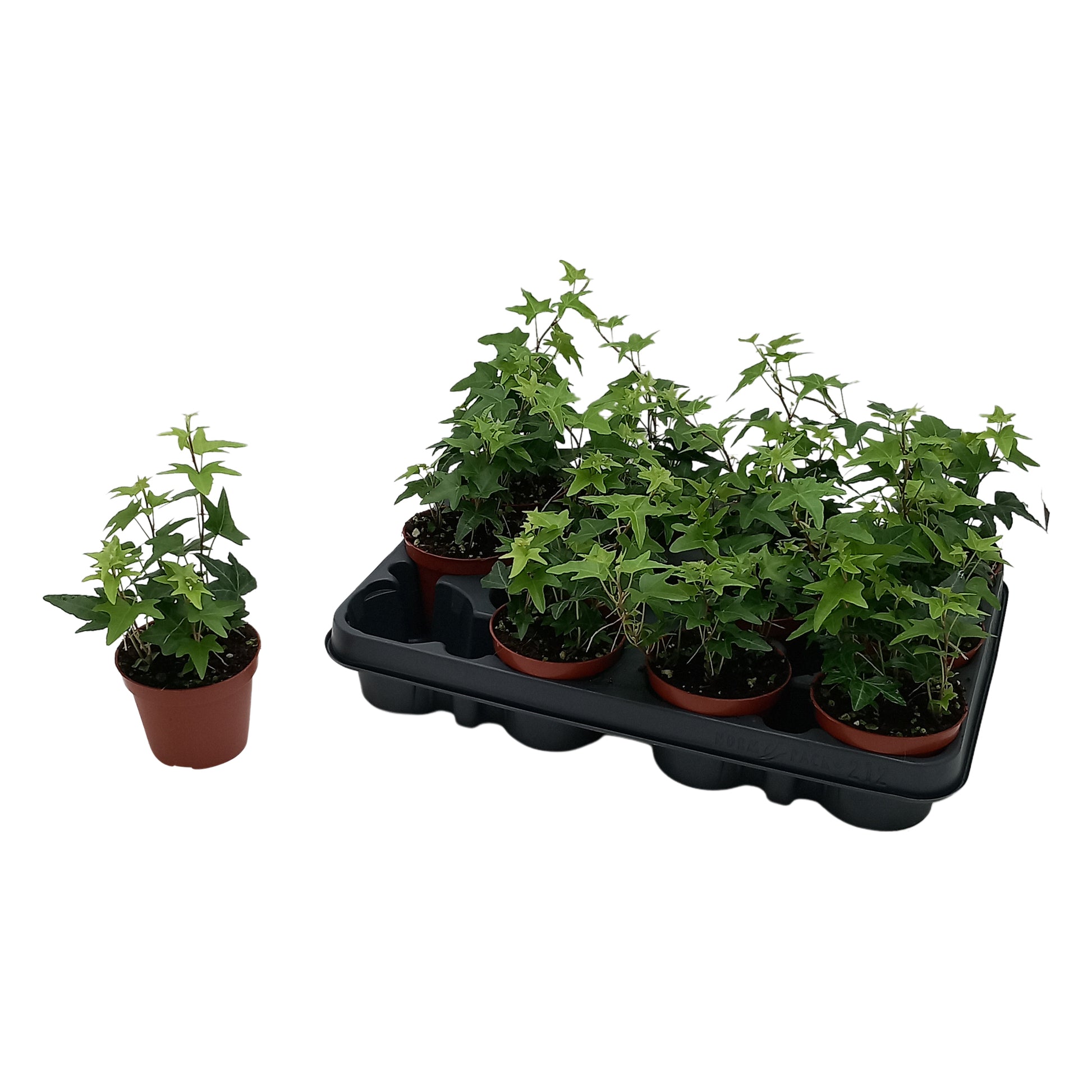 Quakelplant BV Hedera helix Jacobine basket Pack of 21