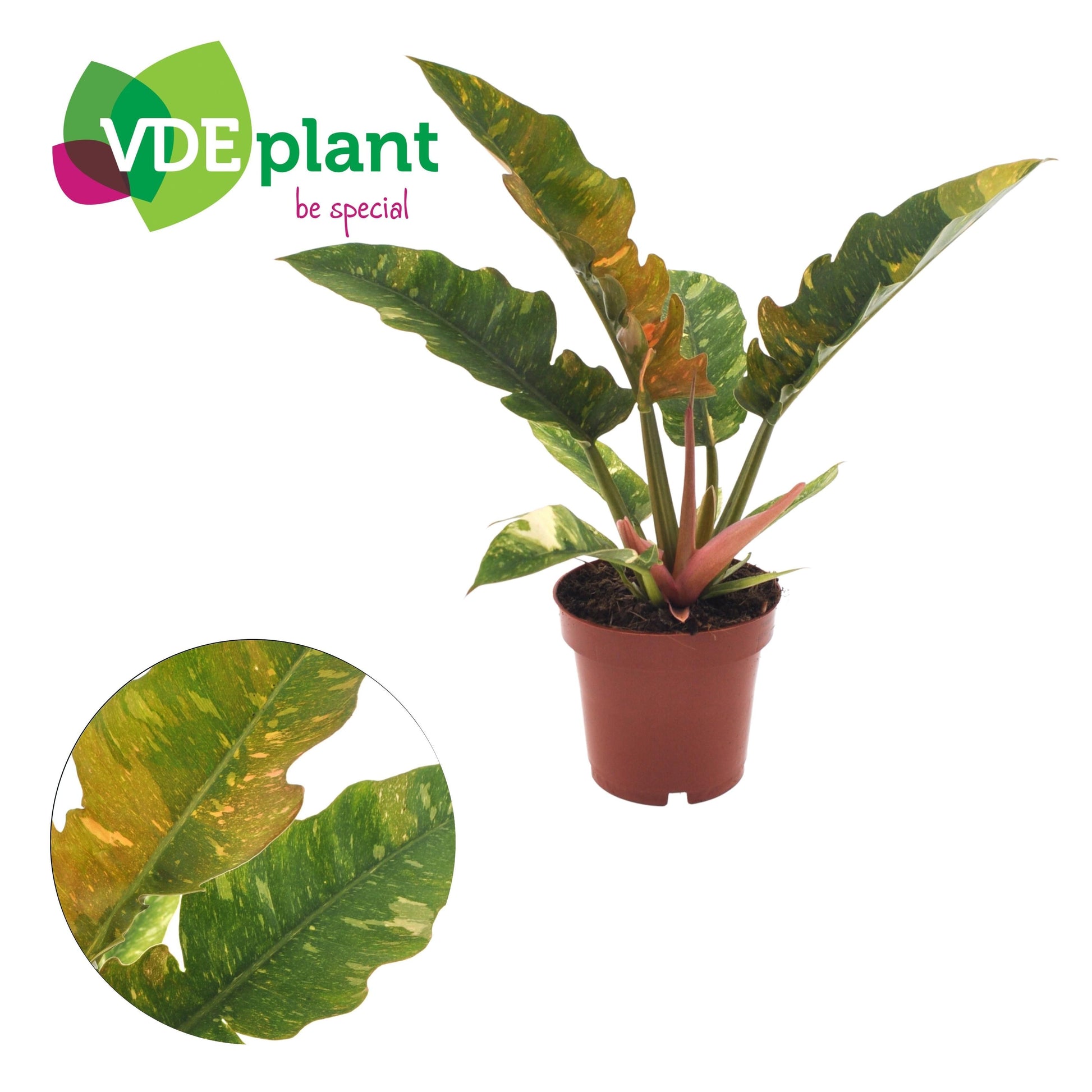 Philodendron Ring of Fire 25cm 12cm Pot