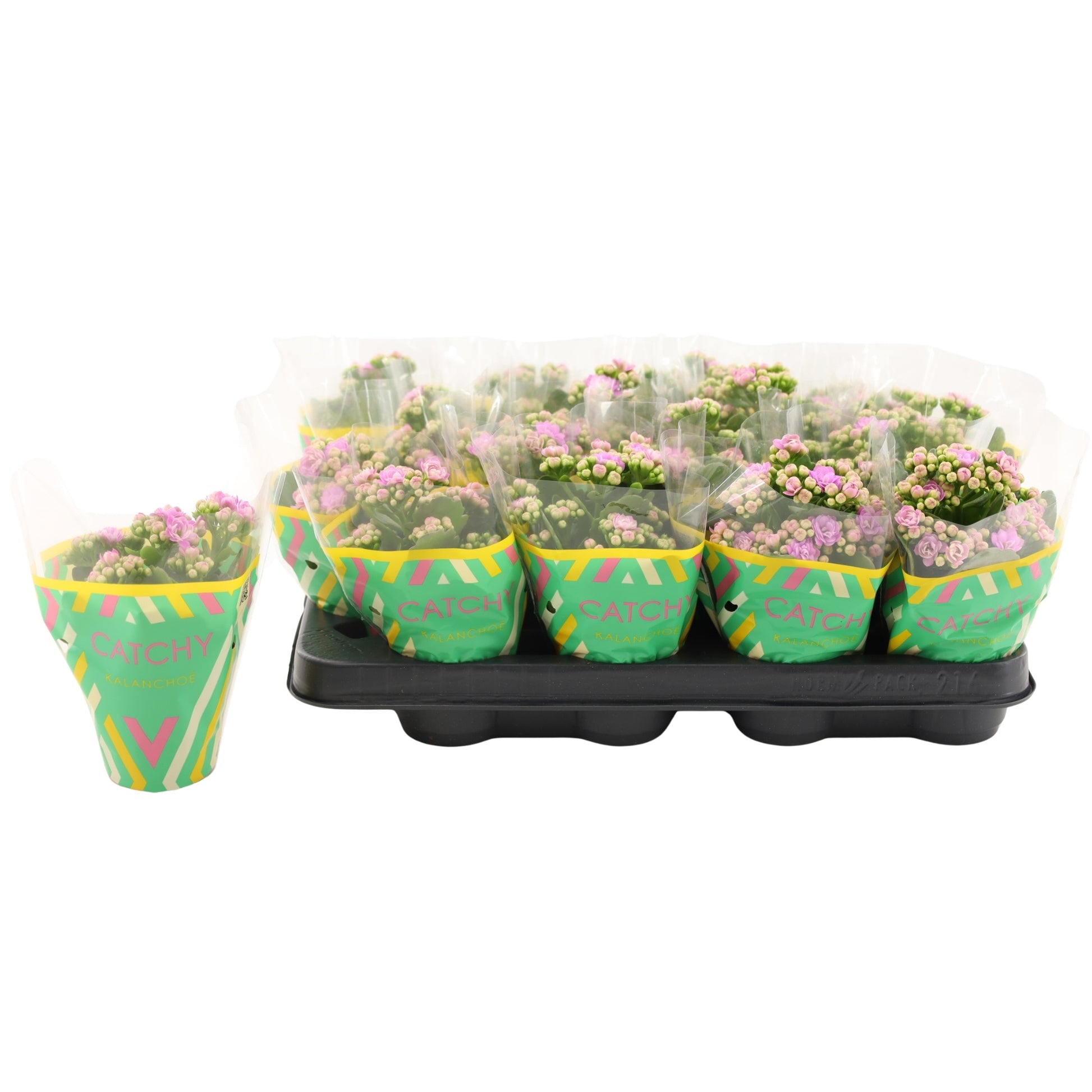 Vilosa Kalanchoe pink Pack of 16