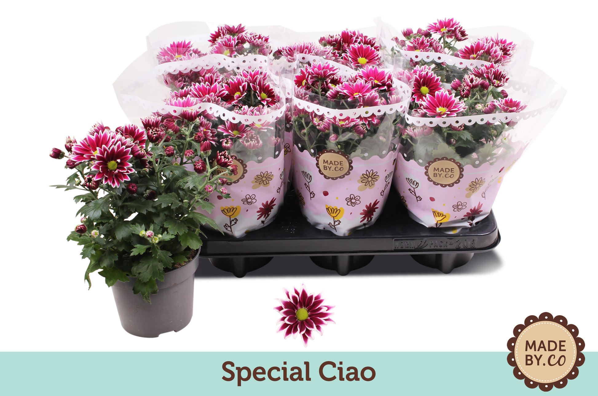 Chrysant Special Ciao 25cm 12cm Pot