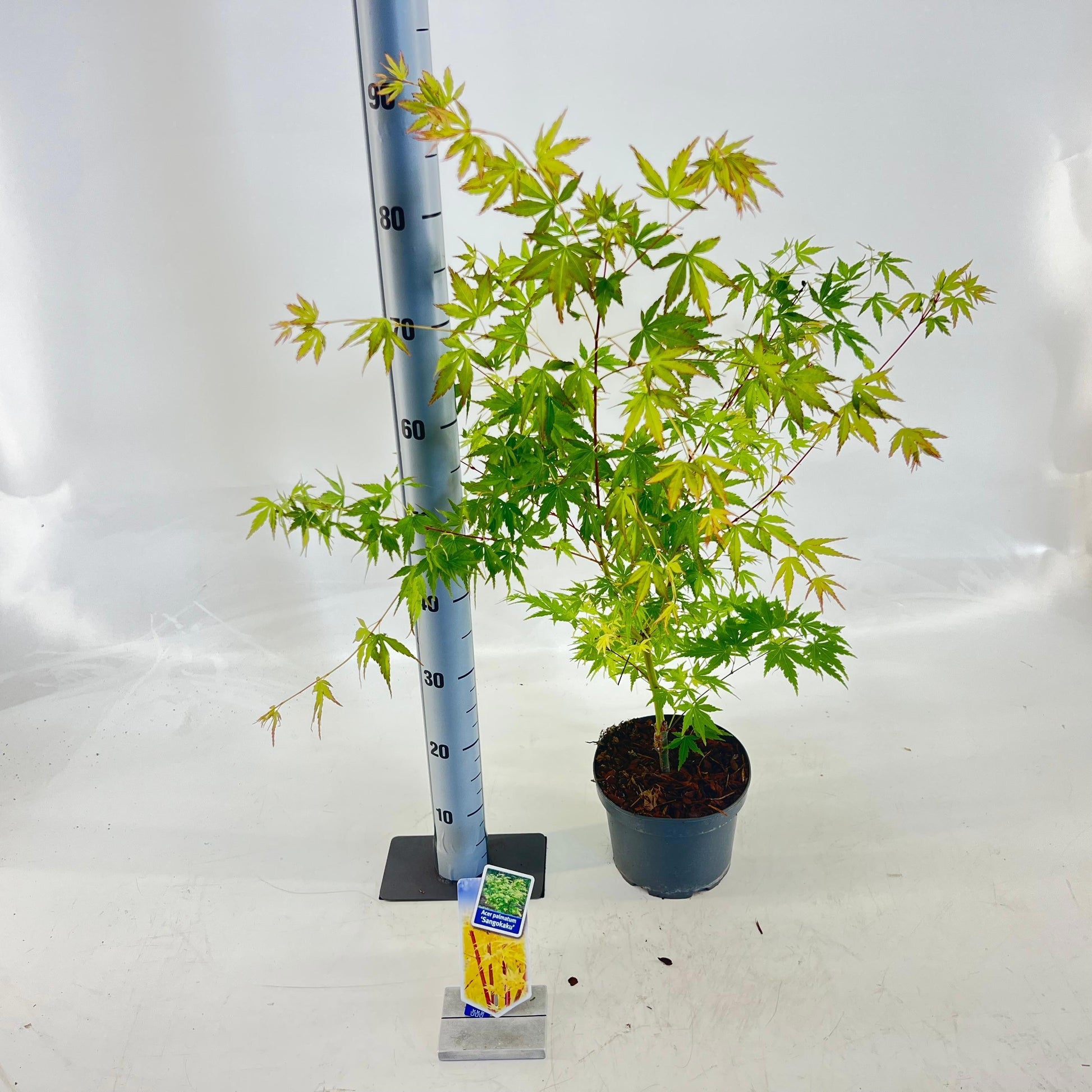 Acer Sangokaku 70cm 19cm Pot