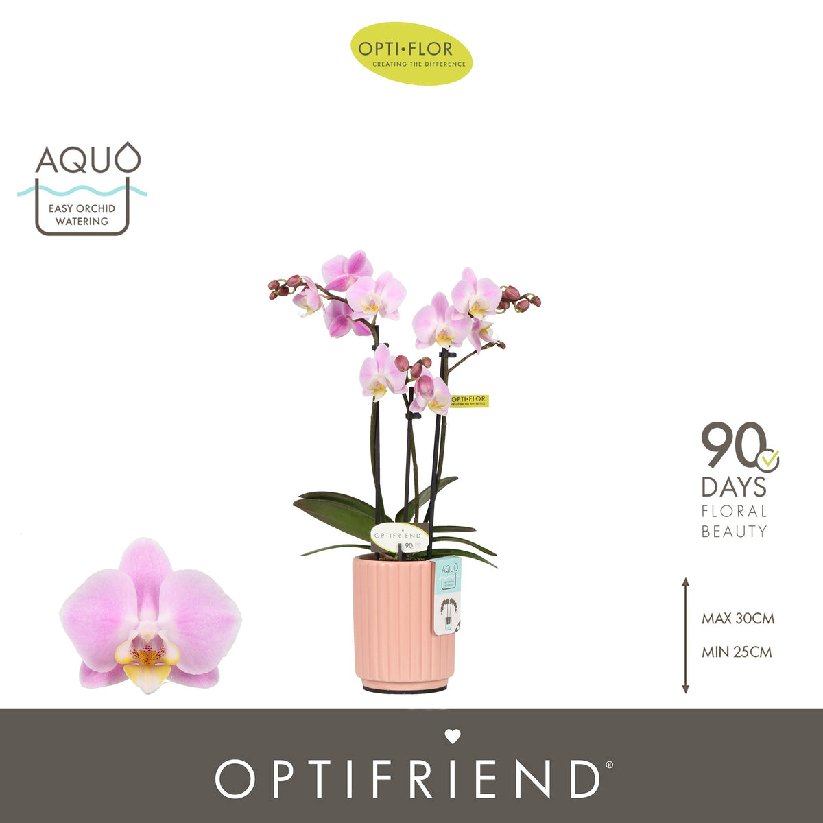 Phalaenopsis pink 25cm 7cm Pot