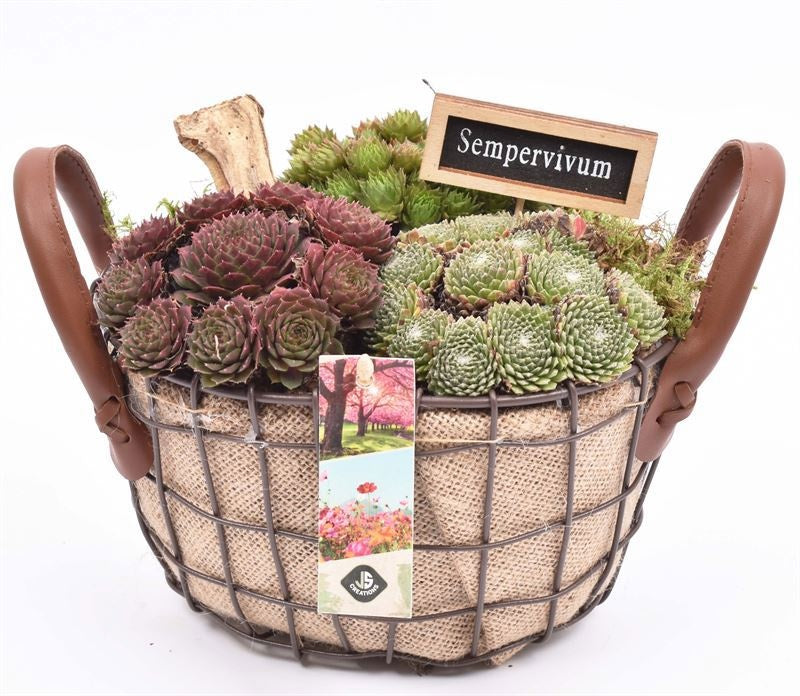 arr. Sempervivum 25cm Pot