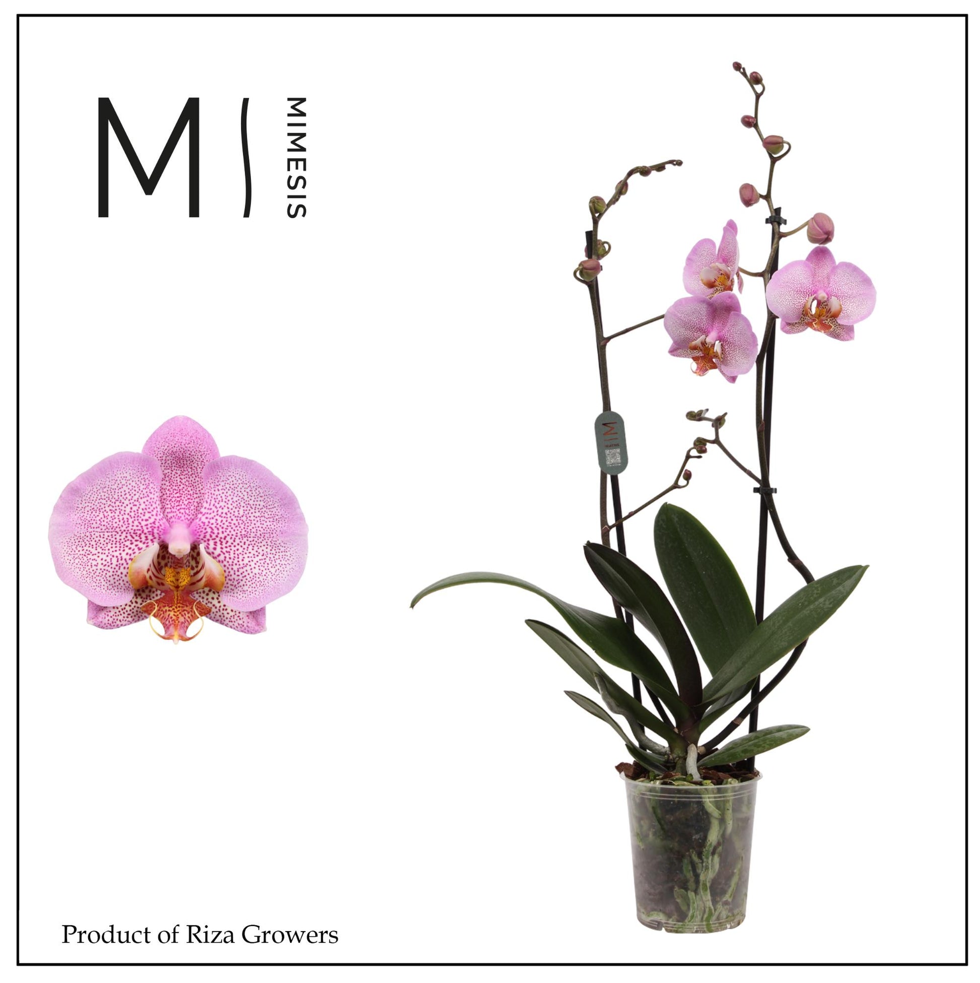 Phalaenopsis Formation 70cm 12cm Pot