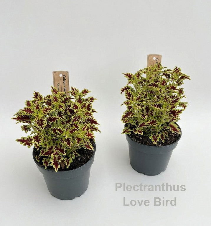 Coleus 20cm 12cm Pot