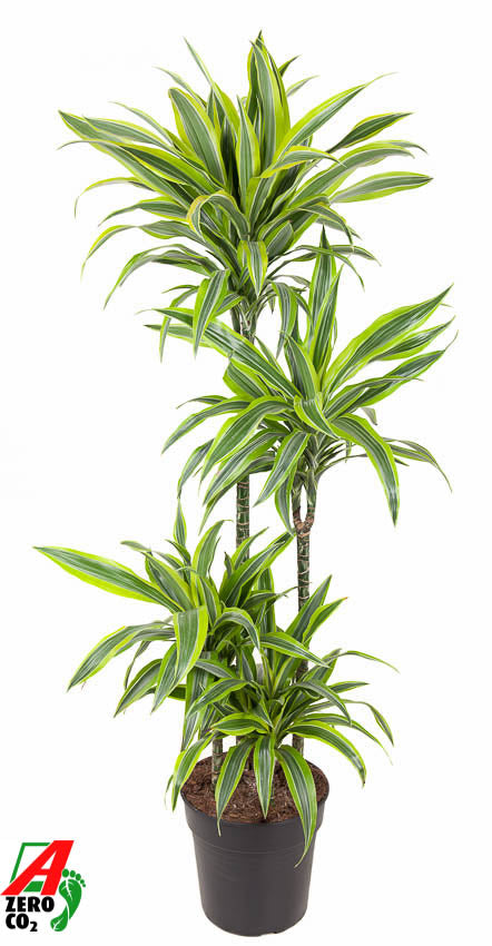 Dracaena fragrans Lemon Lime 90-60-30-15 150cm 27cm Pot