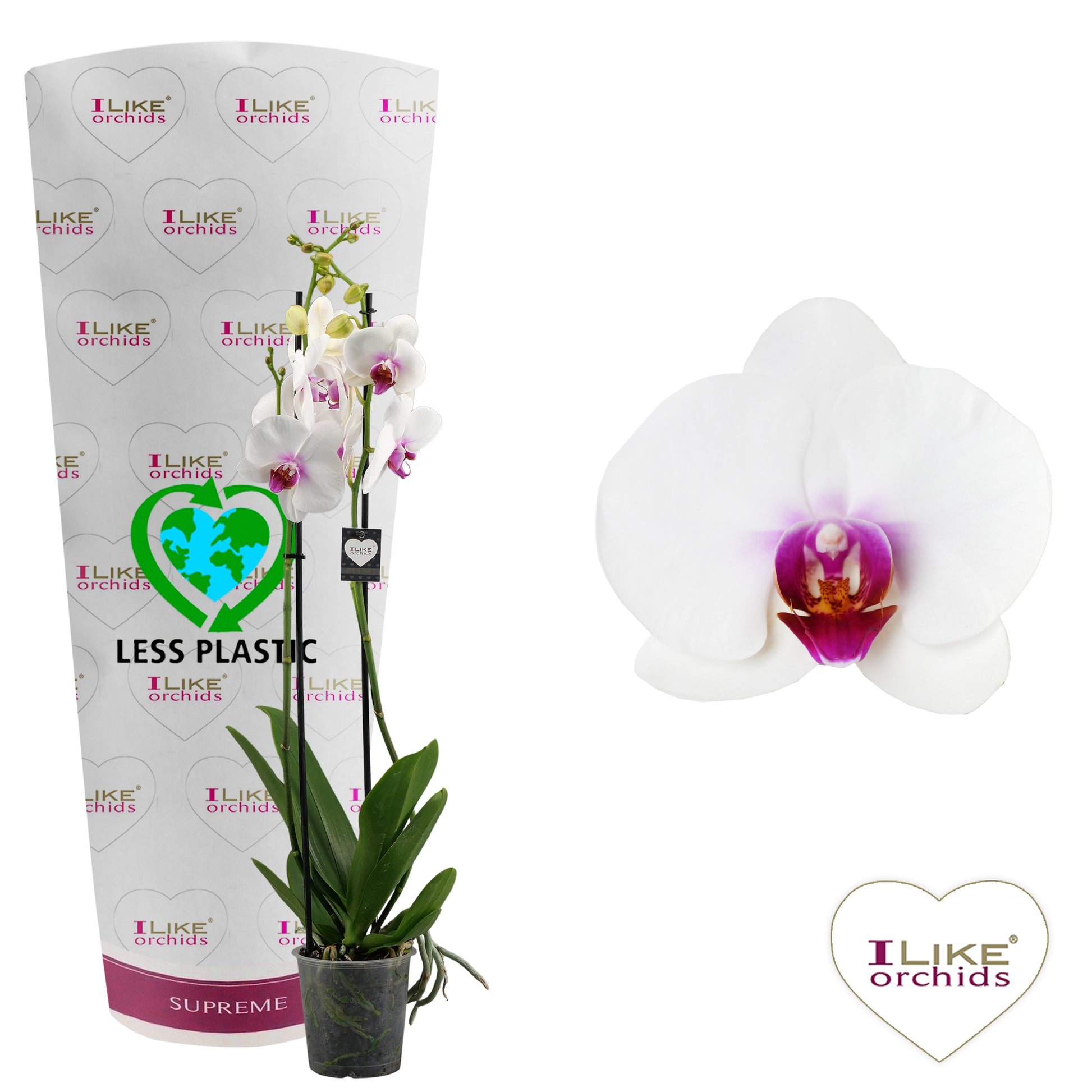 Levoplant BV Phalaenopsis Red Lips Pack of 5