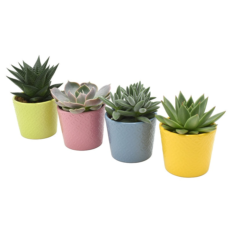 Succulent mix 11cm 10cm Pot