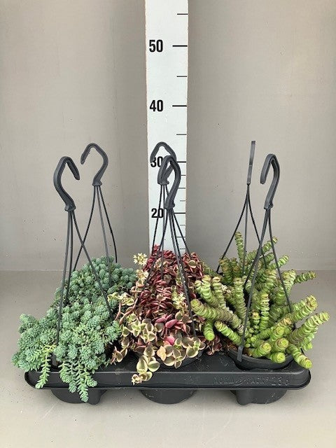 Succulent mix 35cm 12cm Pot