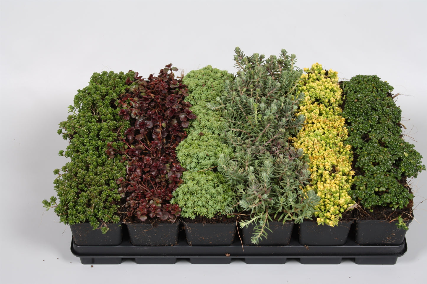 EvergreenRockyPlants Sedum mix Pack of 24