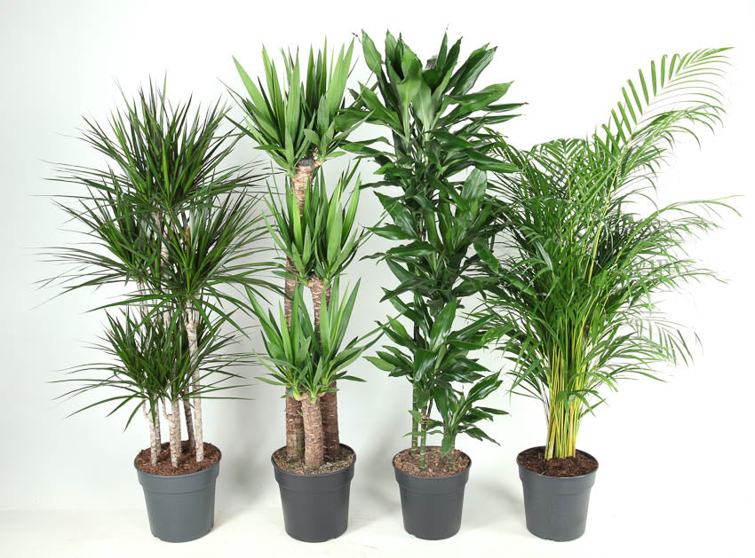 Foliage houseplants mix 150cm 27cm Pot
