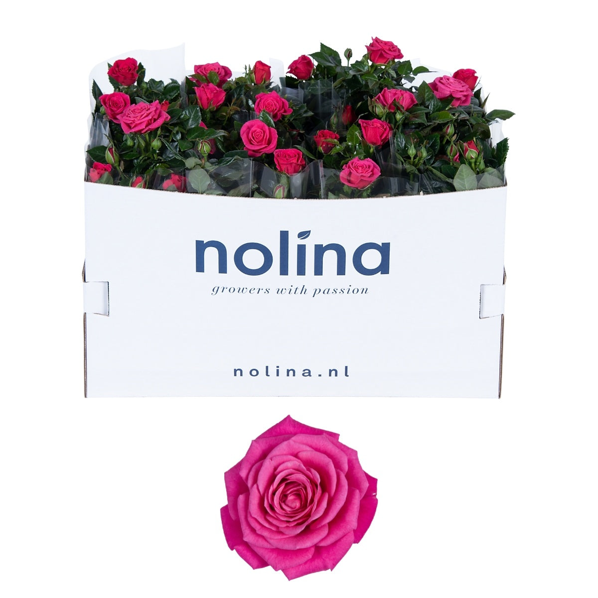 Rosa pink 36cm 13cm Pot