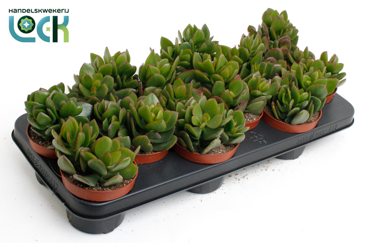 Crassula hybrid 10cm 10.5cm Pot