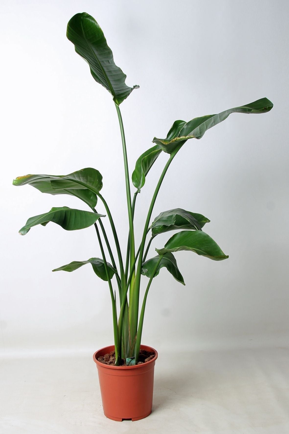 Strelitzia nicolai 130cm 27cm Pot