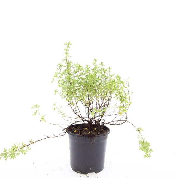 Potentilla frut. Blink 25cm 14cm Pot