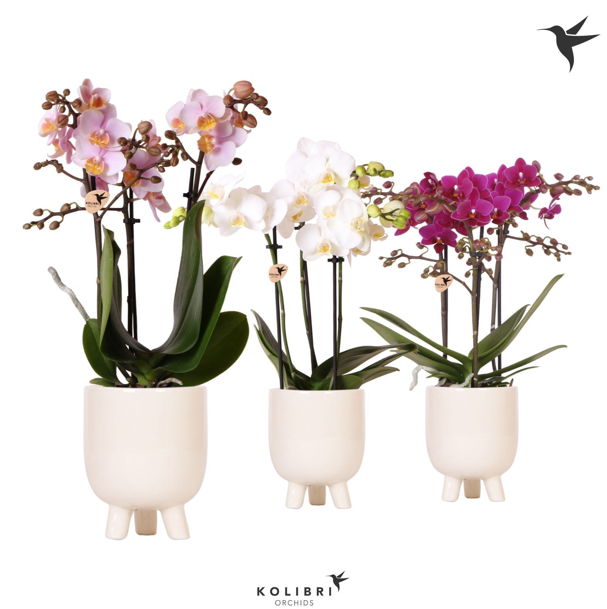 OK Plant Kolibri Orchids Phalaenopsis mix 3 spike in Gummy pot travertine Pack of 7