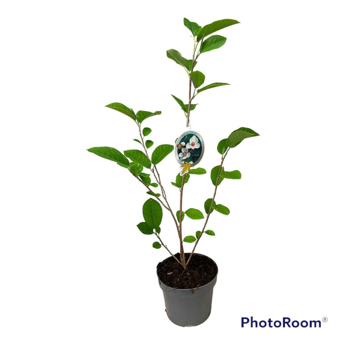 Magnolia sieboldii 70cm 23cm Pot