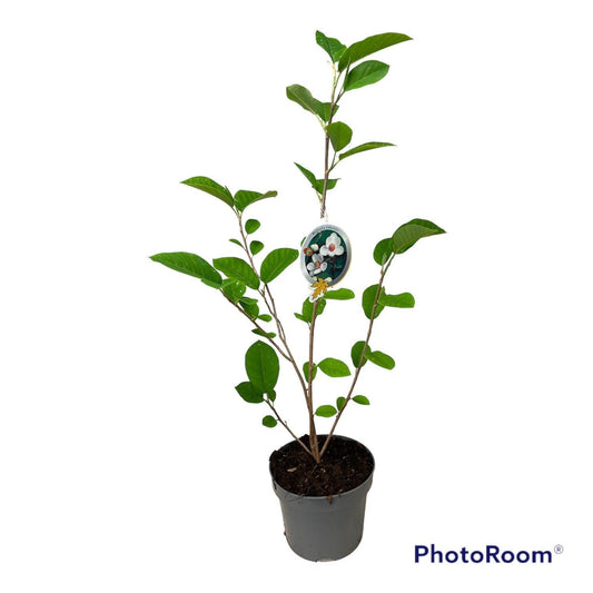 Magnolia sieboldii 60cm 23cm Pot