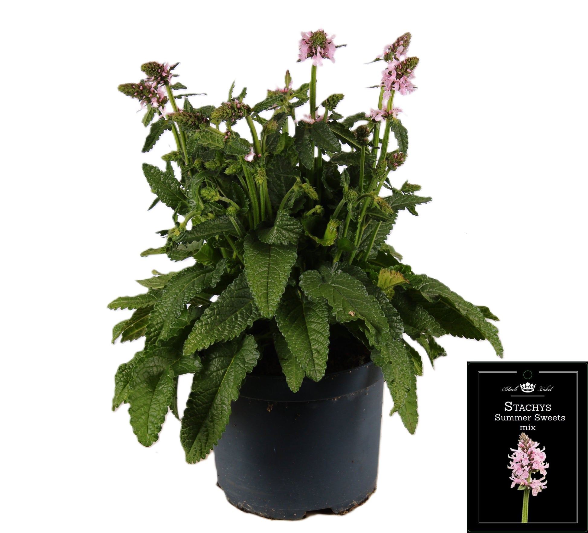 Stachys Summer Sweets 55cm 19cm Pot