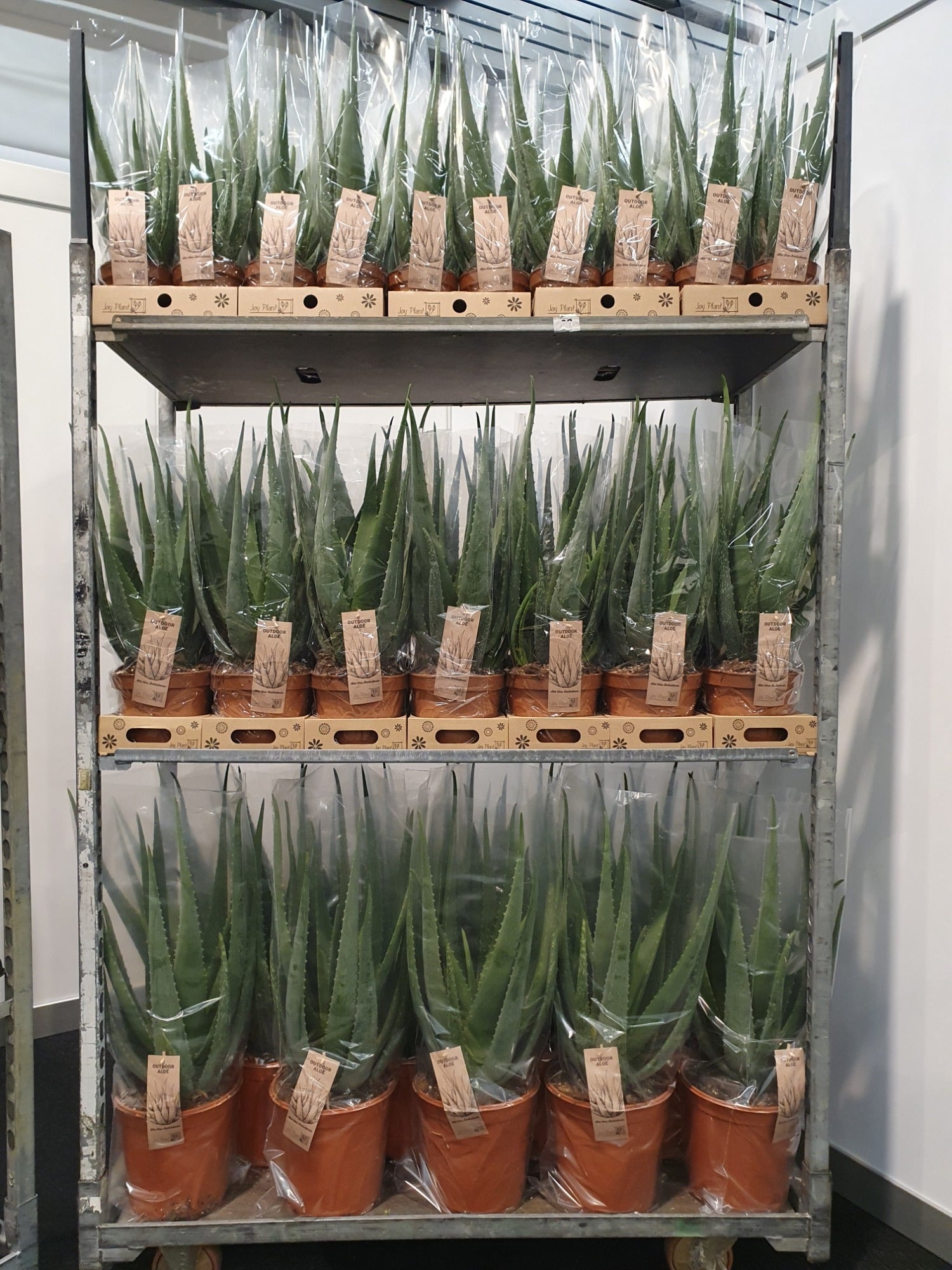 Aloe vera 999cm 999cm Pot