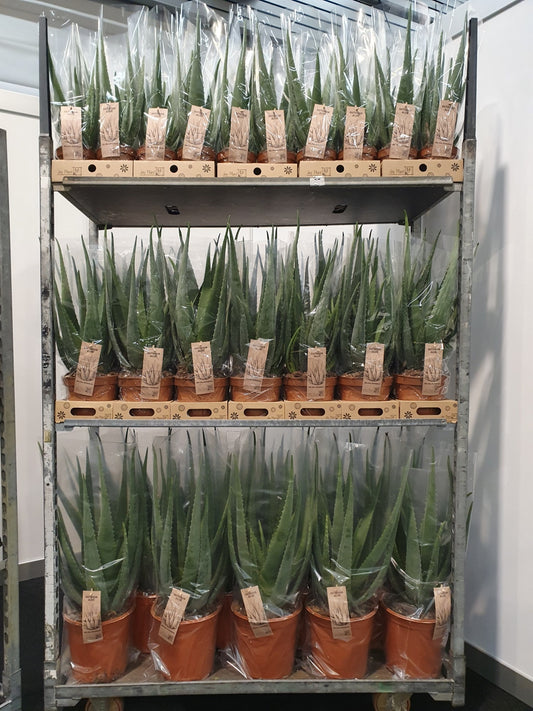 Aloe vera 999cm 999cm Pot