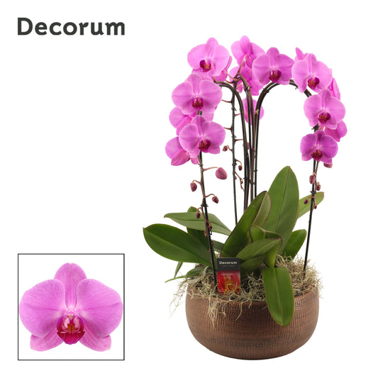 Phalaenopsis pink 55cm 27cm Pot