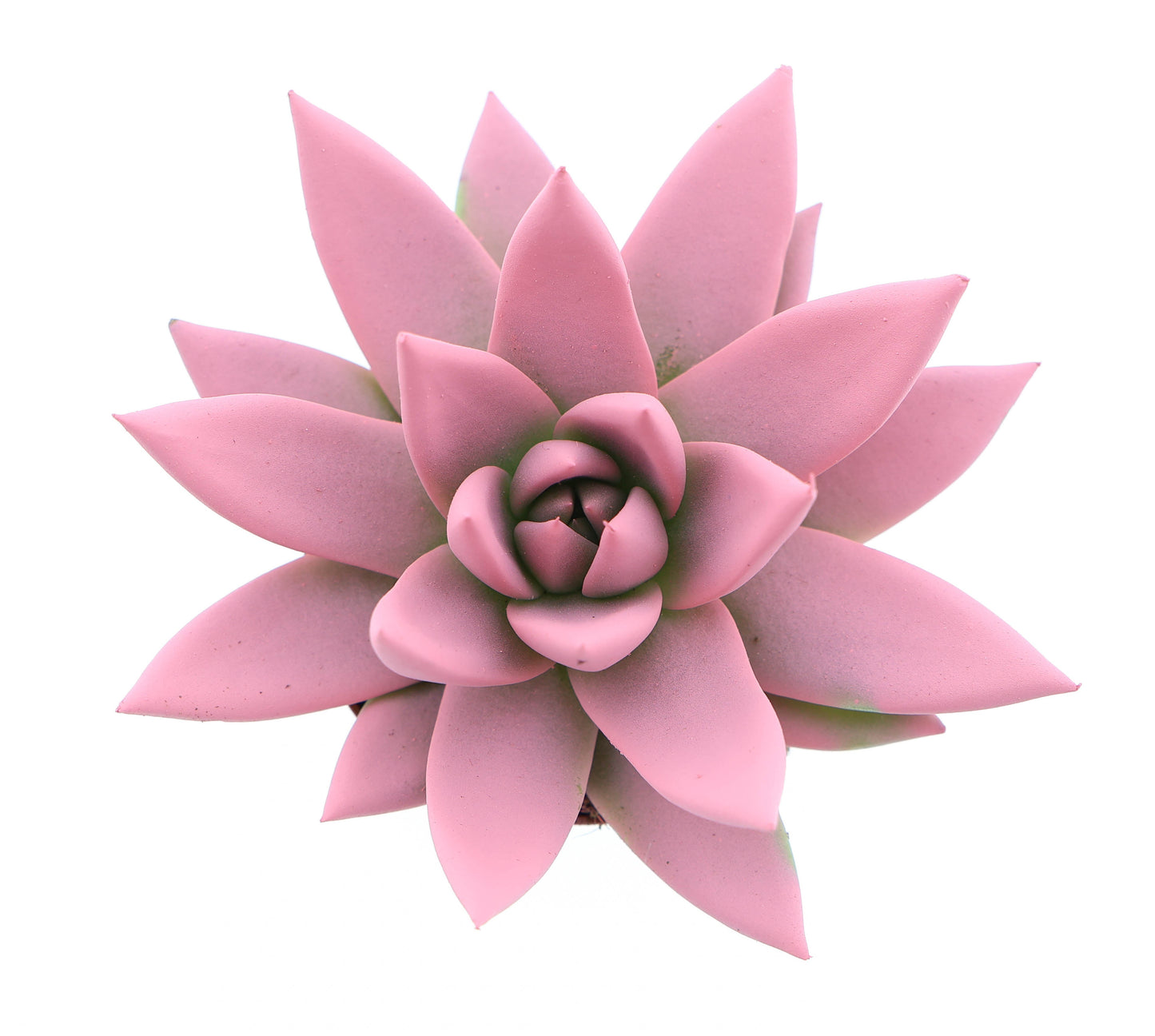 Rainbow rose 8cm 6cm Pot