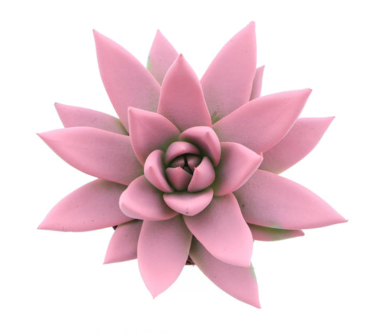 Rainbow rose 8cm 6cm Pot