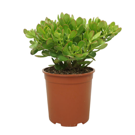 Crassula ovata 50cm 27cm Pot
