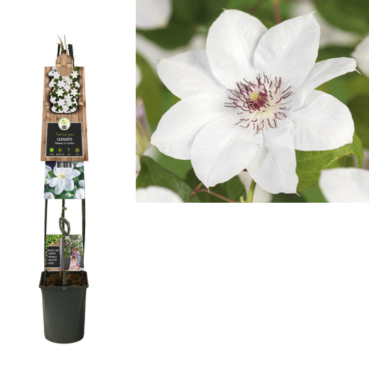 Clematis Miss Bateman 115cm 23cm Pot