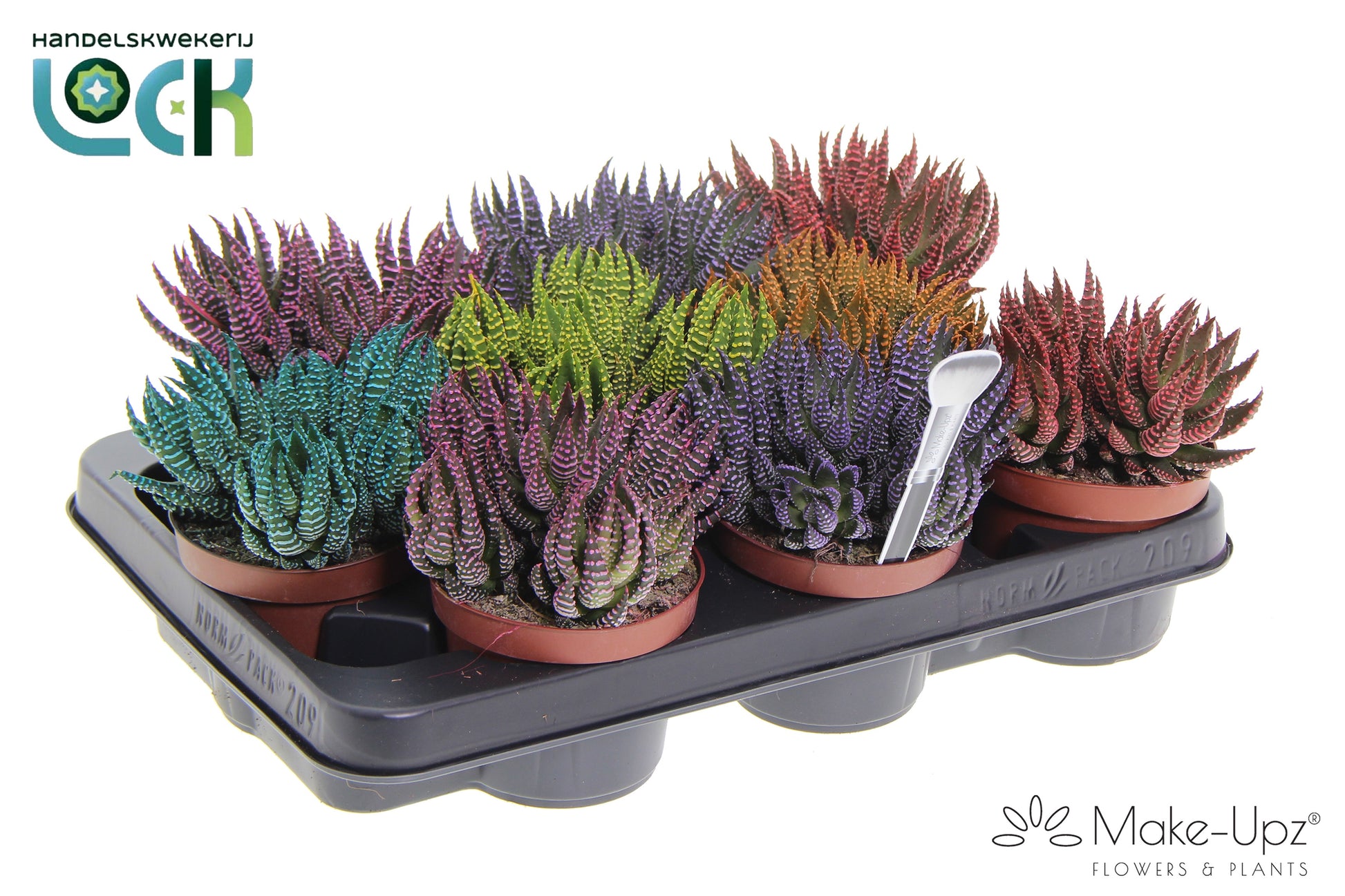 Haworthia fasciata 15cm 10.5cm Pot