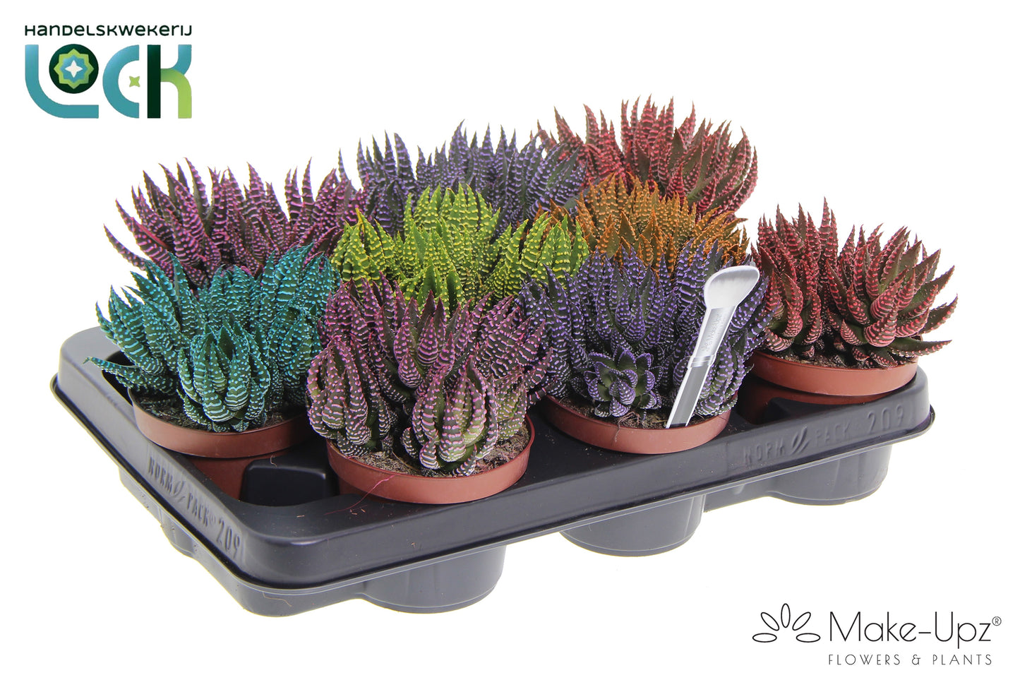 Haworthia Zebrina Make Upz mix 15cm 10.5cm Pot