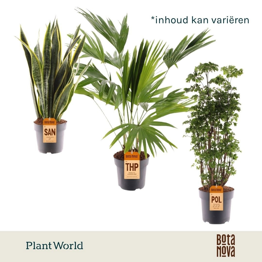 Plantworld Jogrow Groenmix Hawaii (diverse soorten) Pack of 3