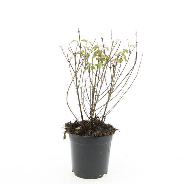 Fuchsia mag. Riccartonii 15cm 14cm Pot