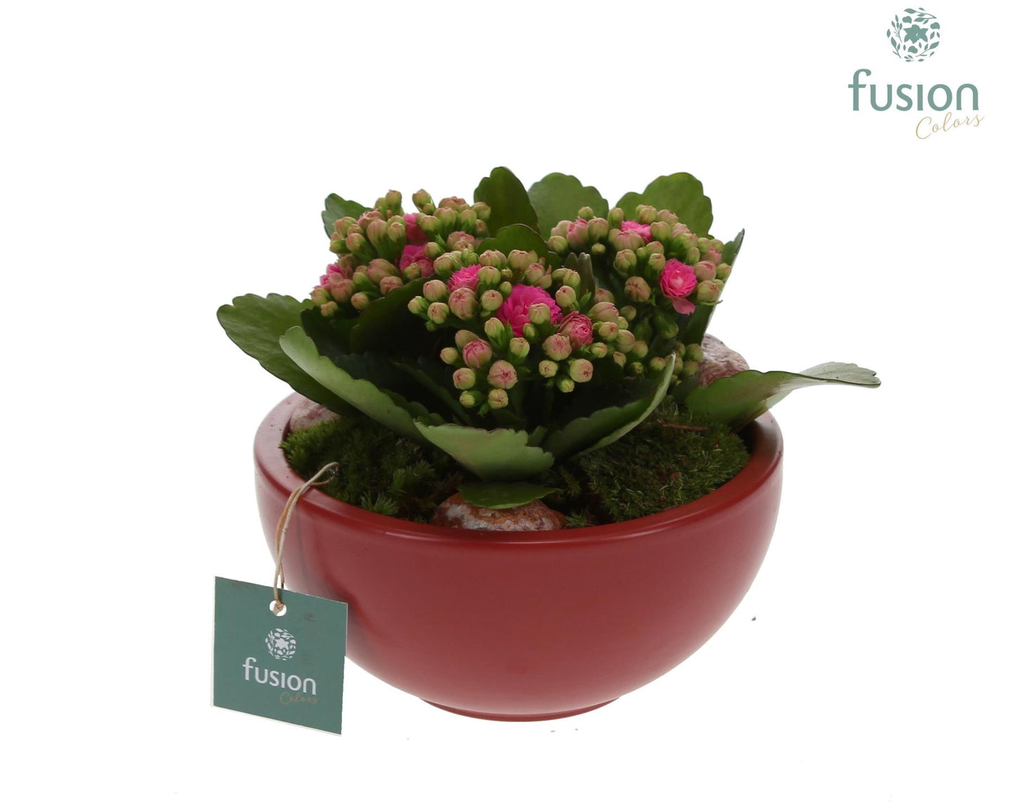 Fusioncolors BV keramiek Moonschaal Small marsala rood met Kalanchoe Pack of 6