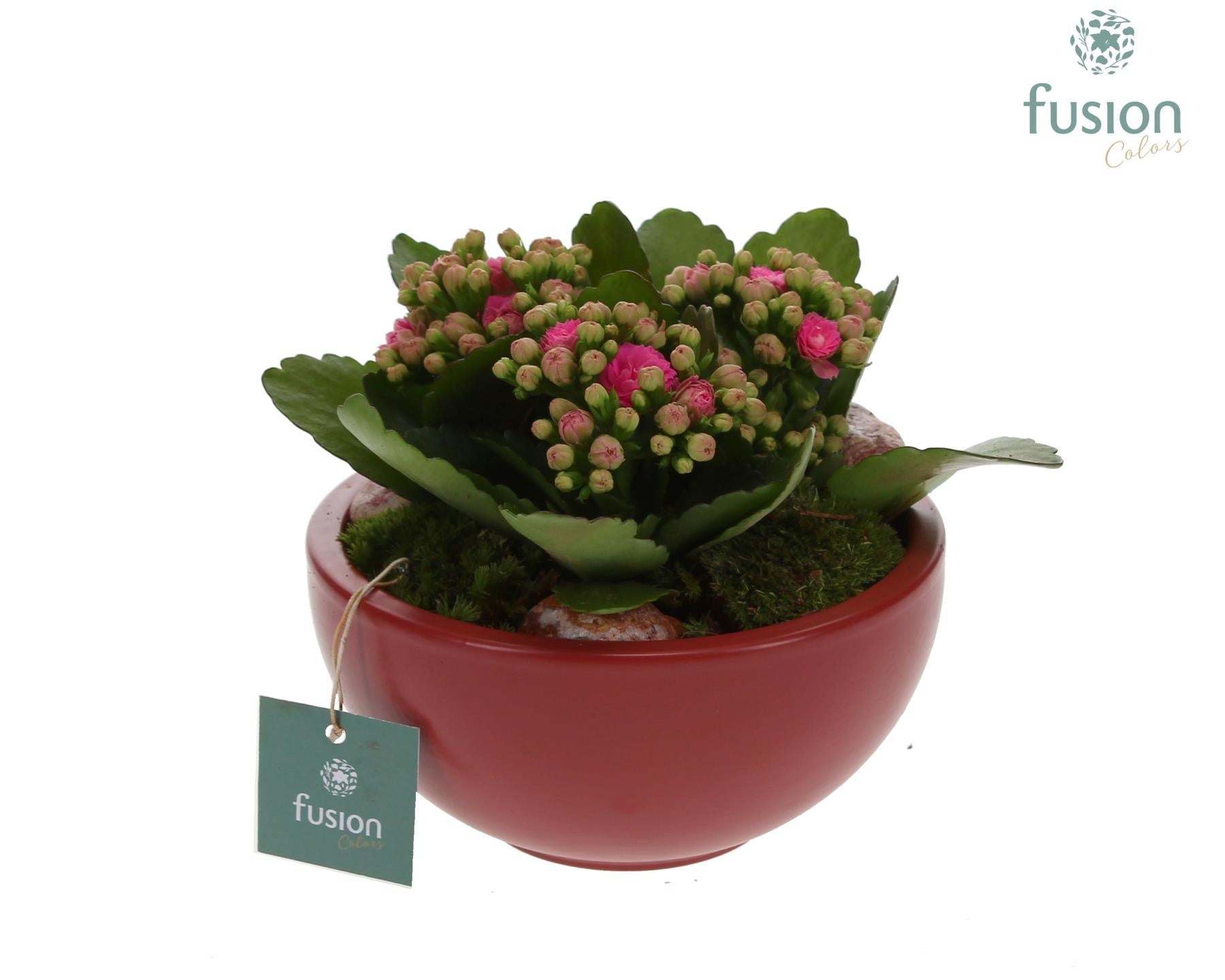 Fusioncolors BV keramiek Moonschaal Small marsala rood met Kalanchoe Pack of 6