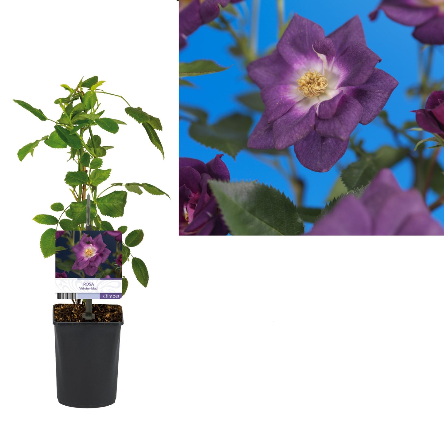 Rose Veilchenblau 40cm 11cm Pot