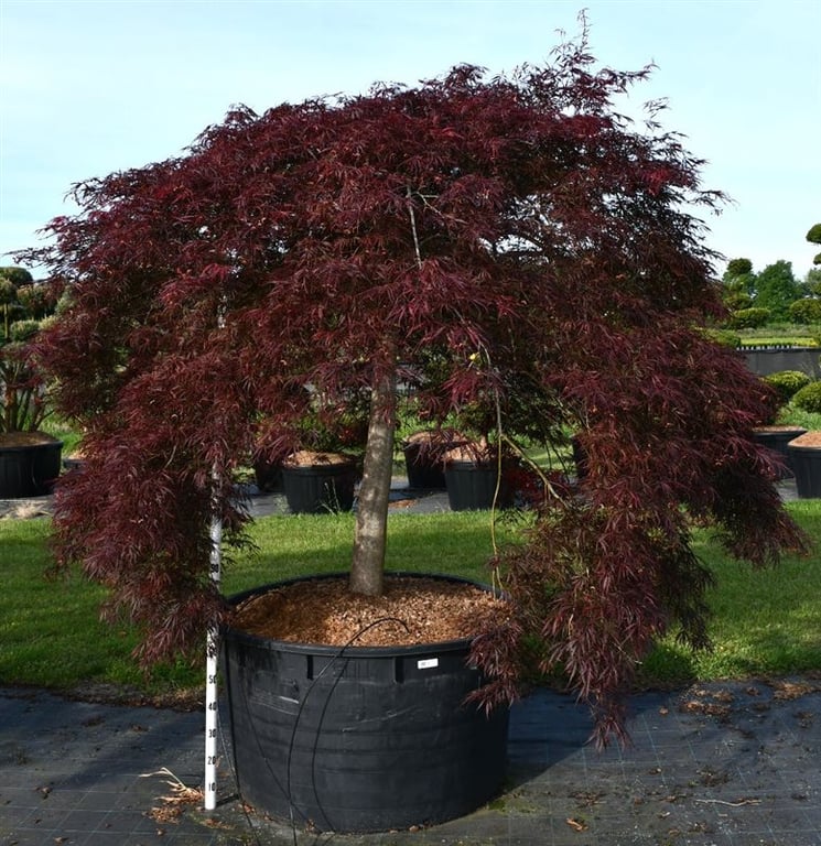 Acer Inaba-shidare 260cm 110cm Pot