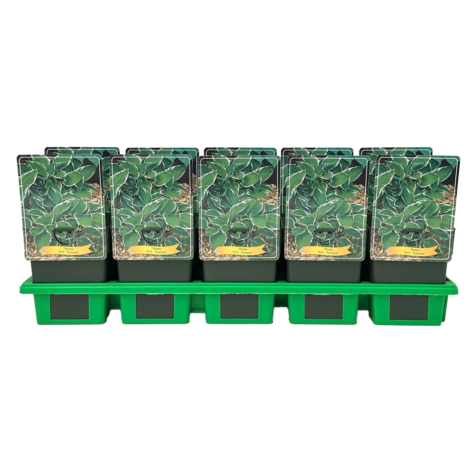 Gebr. Griffioen Hosta for. Francee Pack of 10
