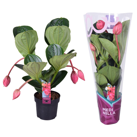 Medinilla Flamenco 55cm 17cm Pot